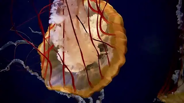 streamy test15 online show from 04-17-26, 06:38