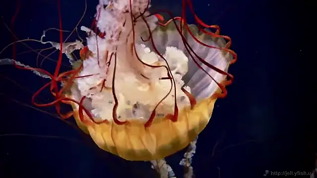 streamy test15 online show from 12-17-25, 04:45