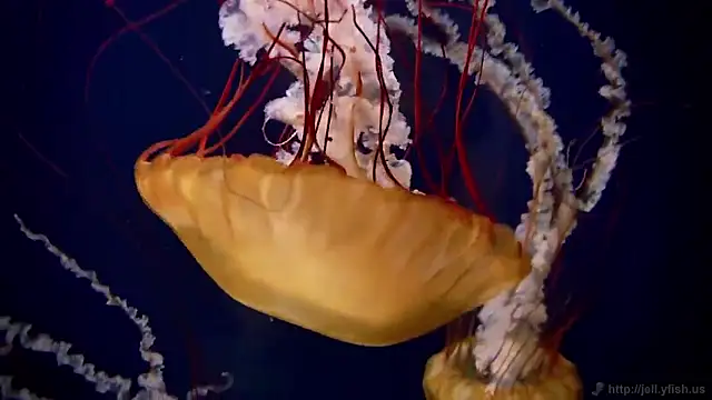 streamy test15 online show from 03-18-26, 01:13