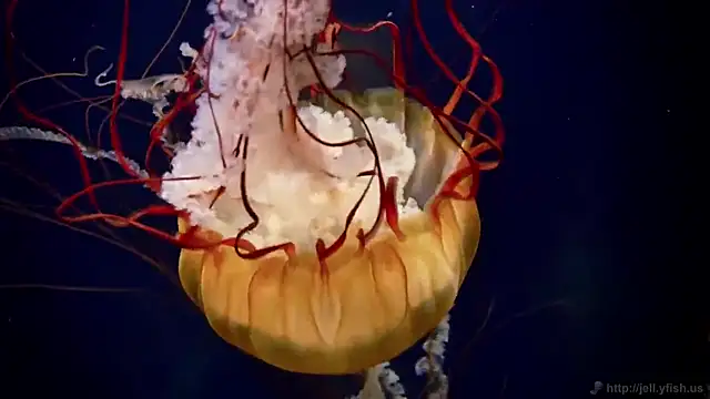 streamy test15 online show from 03-16-26, 10:19