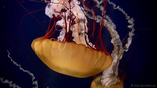 streamy test15 online show from 02-25-26, 11:32