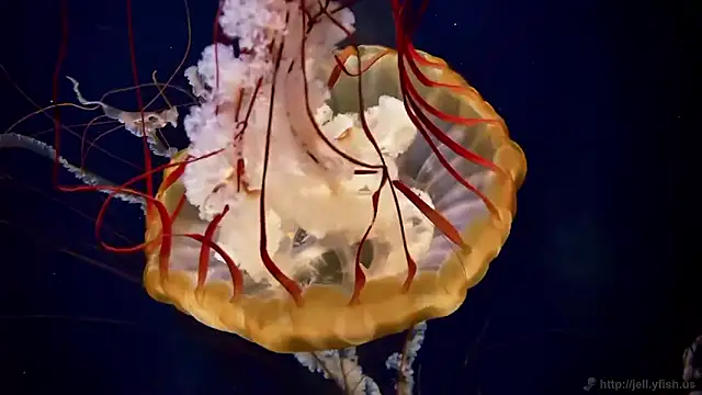 streamy test15 online show from 02-27-26, 09:09