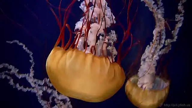 streamy test15 online show from 04-06-26, 11:11