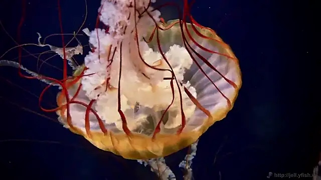 streamy test15 online show from 09-16-25, 02:29