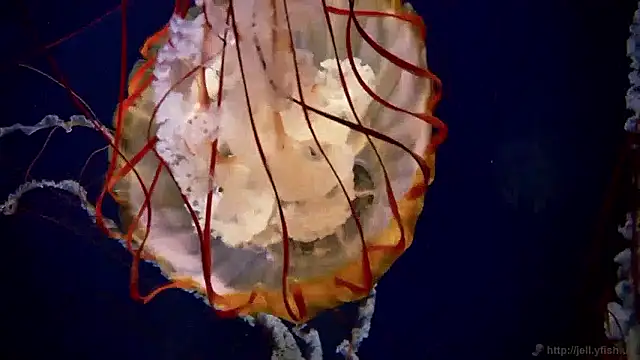 streamy test15 online show from 04-16-26, 02:40