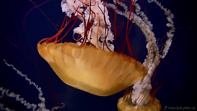 streamy test15 online show from 11-17-25, 01:59