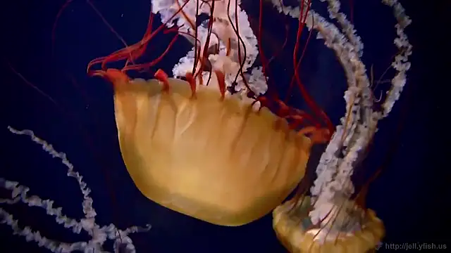 streamy test15 online show from 02-02-26, 01:21