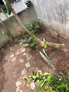 king cum  online show from 02-11-26, 03:12