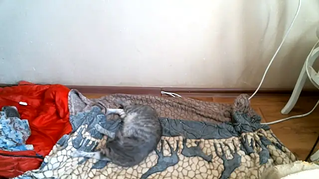 DennisXCaroll online show from 07-26-26, 06:53