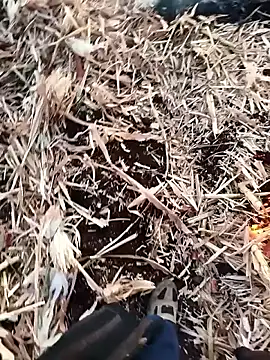 Snapshot of murokkk31 chatting on 11-27-25, 04:02 murokkk31 online show from 11-27-25, 04:02