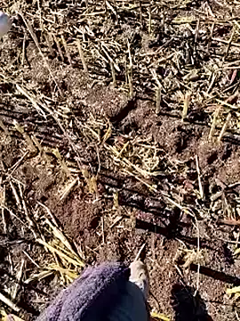 Snapshot of murokkk31 chatting on 12-18-25, 09:36 murokkk31 online show from 12-18-25, 09:36