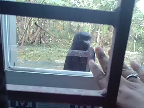 Unlucky-flowers online show from 03-15-26, 07:37