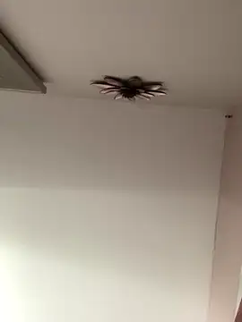 Larabrooks online show from 10-09-25, 07:03