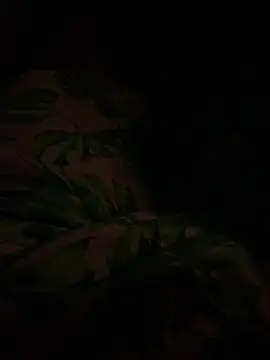 smithrosinha online show from 02-11-25, 04:44