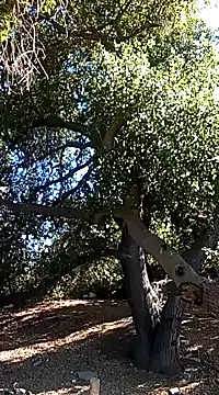 luke thighwalker2469 online show from 01-15-25, 09:20