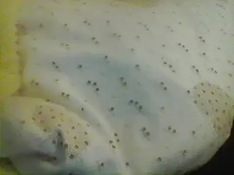 Snapshot of Bigpenis6y chatting on 01-24-25, 05:21 Bigpenis6y online show from 01-24-25, 05:21