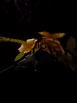 Snapshot of SageElement2 chatting on 03-14-25, 08:17 SageElement2 online show from 03-14-25, 08:17