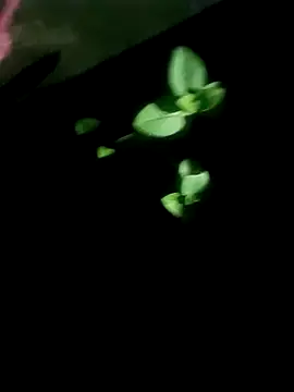 AloneDick online show from 10-17-25, 01:02