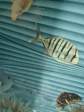 Snapshot of Mr_joh chatting on 11-07-25, 05:56 Mr joh online show from 11-07-25, 05:56