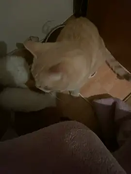 Starry Siren online show from 12-13-24, 04:05