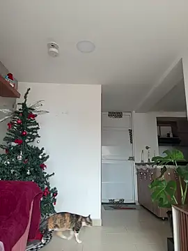 DakotaShelby online show from 12-17-25, 06:57