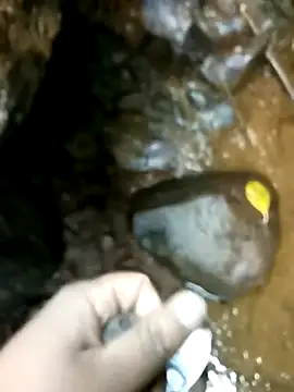 dpkpaksudda online show from 09-24-25, 07:15