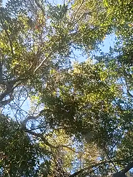 Buffshagswell online show from 11-18-25, 07:17