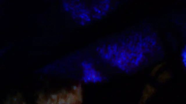 penesillo79 online show from 12-18-25, 04:28