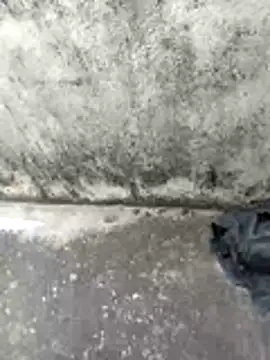 jellydicks online show from 02-14-26, 06:46