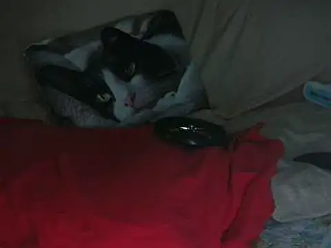 VeneRed online show from 10-14-25, 08:20