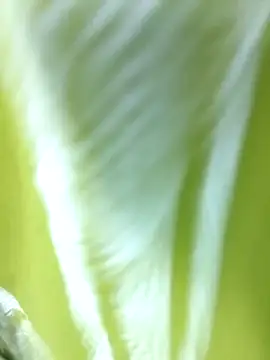 Snapshot of MaaliiiPonuTamil chatting on 06-24-26, 04:49 MaaliiiPonuTamil online show from 06-24-26, 04:49
