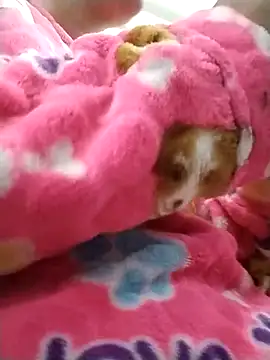 hinnatha22 online show from 02-05-25, 02:08