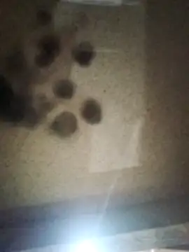 Leocesar37 online show from 10-10-25, 03:18