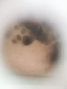 Leocesar37 online show from 03-27-26, 08:26