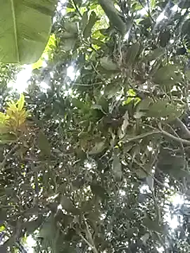 desicockblack online show from 01-02-25, 04:41