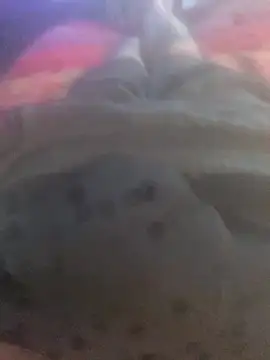 solomec online show from 09-25-25, 06:41