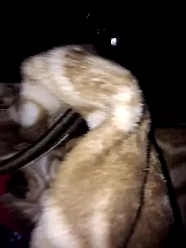 menakshiiikaur online show from 03-03-25, 12:01