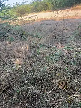 Snapshot of tamil000000 chatting on 03-09-25, 11:03 tamil000000 online show from 03-09-25, 11:03