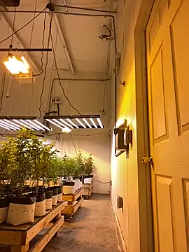 jr91esl online show from 03-02-25, 05:20