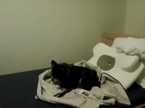 housewife shantie online show from 11-15-25, 03:16