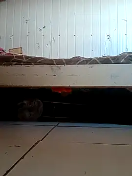 frotasso online show from 04-02-26, 12:01