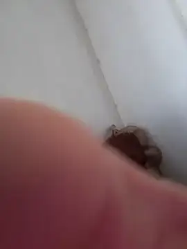 rodrigopvai online show from 10-03-25, 01:12