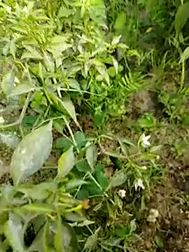 Snapshot of sweet_suman chatting on 01-15-25, 10:38 sweet suman online show from 01-15-25, 10:38