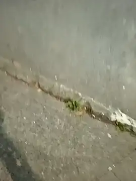 mmarvis za78 93 21cm online show from 12-16-25, 11:31