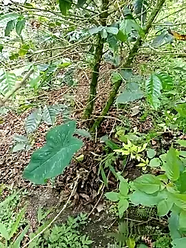 mmarvis za78 93 21cm online show from 11-04-25, 06:11