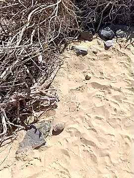 MountJohnXL online show from 02-20-25, 02:46