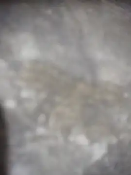 Feeroo11 online show from 04-16-26, 04:41