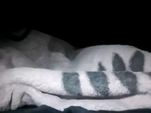 LaneYam online show from 03-28-26, 12:33