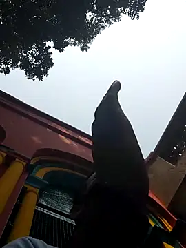 xx54362 online show from 03-01-25, 07:19