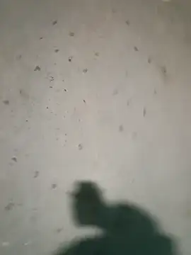 Raj41 online show from 01-09-26, 04:25